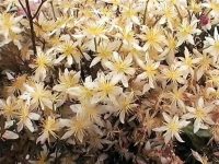 Creamy star shaped flowers in abundance in spring with evergreen foliage.